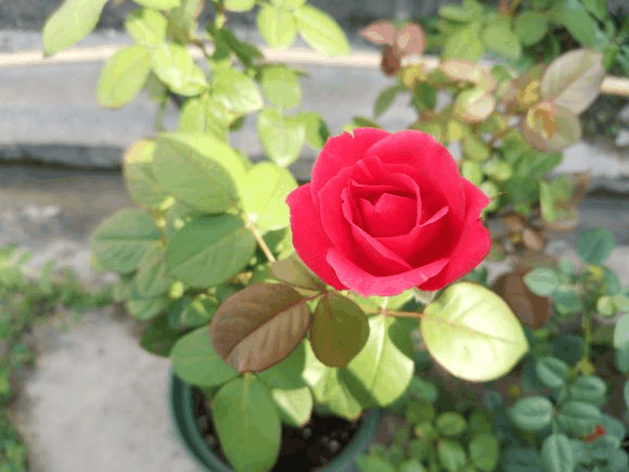 越冷越要“减装”, 及时给月季剪两刀, 明年花开满院子!