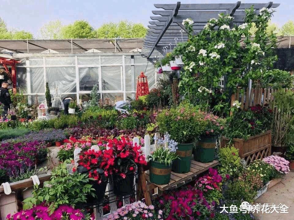 刚买回来的花3天就蔫了? 学1招, 让它水灵灵长到爆盆!