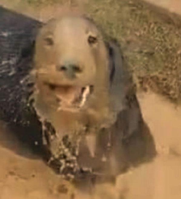 男子发现院里一条被困黑狗, 结果看见狗狗的眼睛后赶紧救援