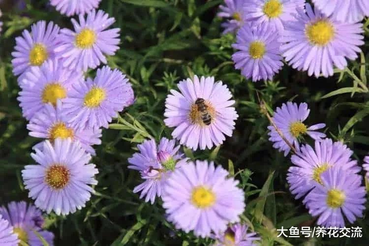 适合在小庭院或阳台上布置的10种盆栽, 特别容易布置