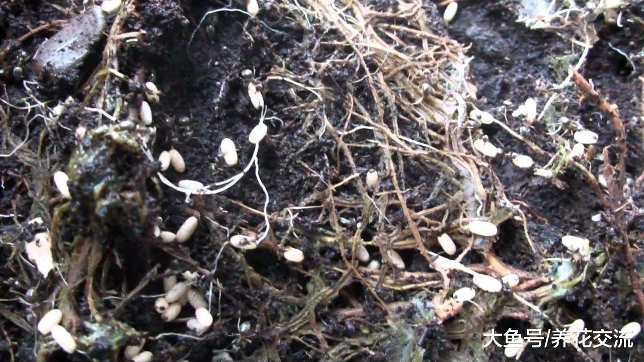 室内植物花卉上常见的五种病虫害, 用这些方法就能清除
