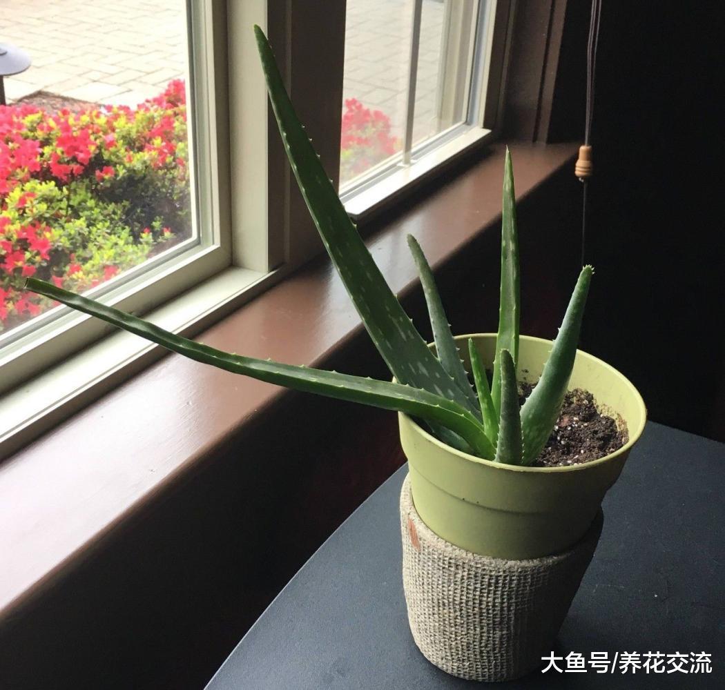芦荟的病虫害非常少, 为啥还有这么多人养不好?