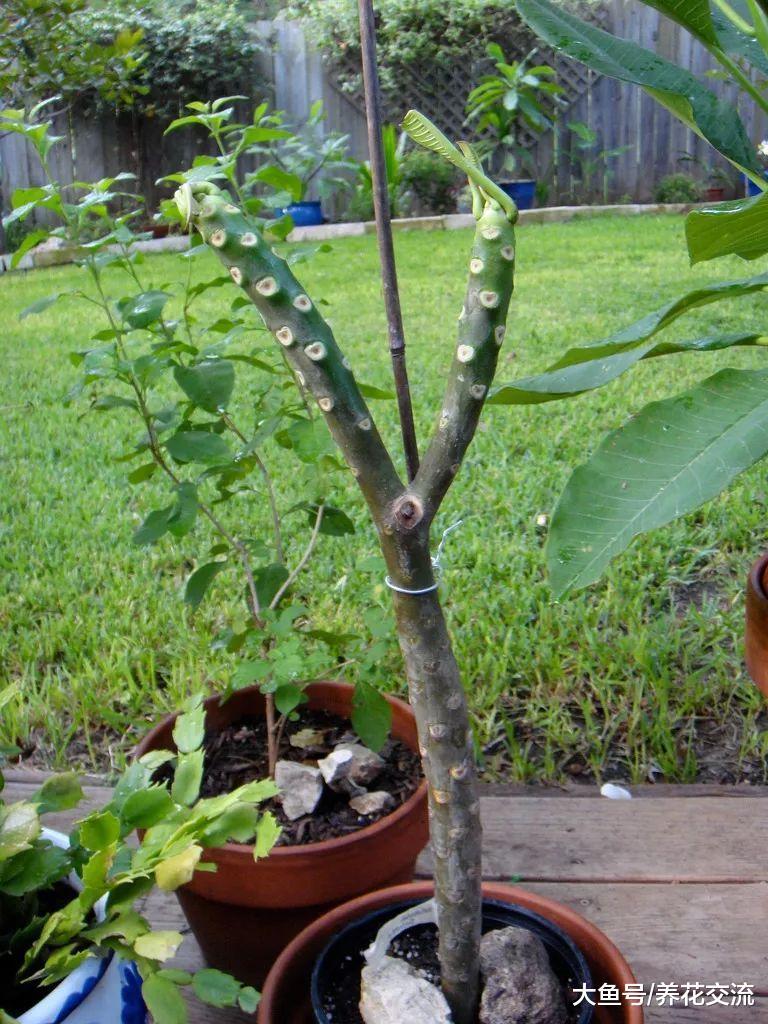 北方的花友用花盆种出热带的鸡蛋花, 养在阳台上也能每年开花