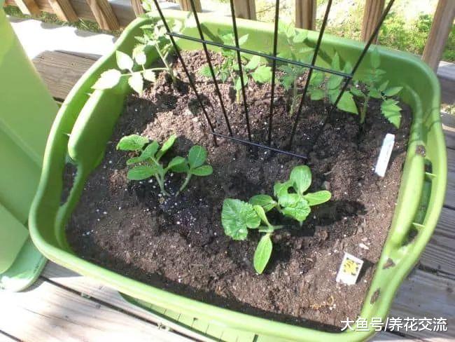 园艺新手应该掌握的12个养花基本技巧, 盆栽植物想要养死都难