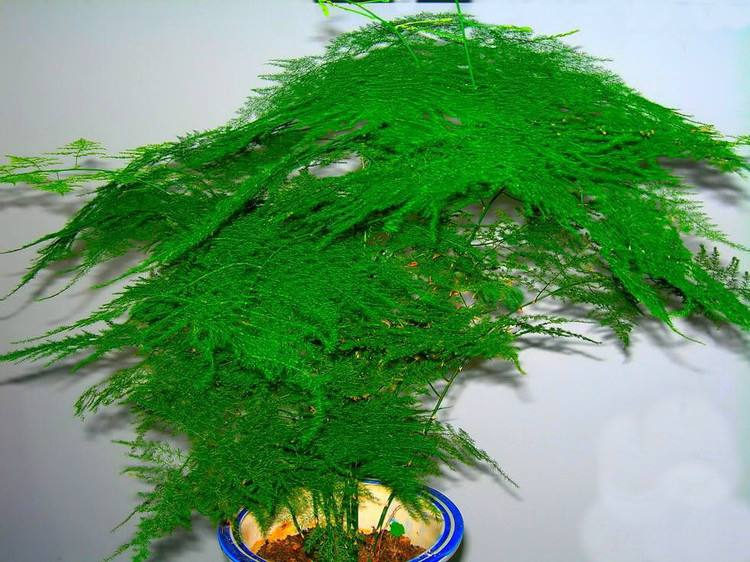 文竹冬天“黄叶”, 把这“3处”把握好, 绿茸茸叶片窜出来!