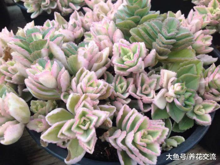 一碰就满手腻香的碰碰香, 养窗台边就能生长旺盛