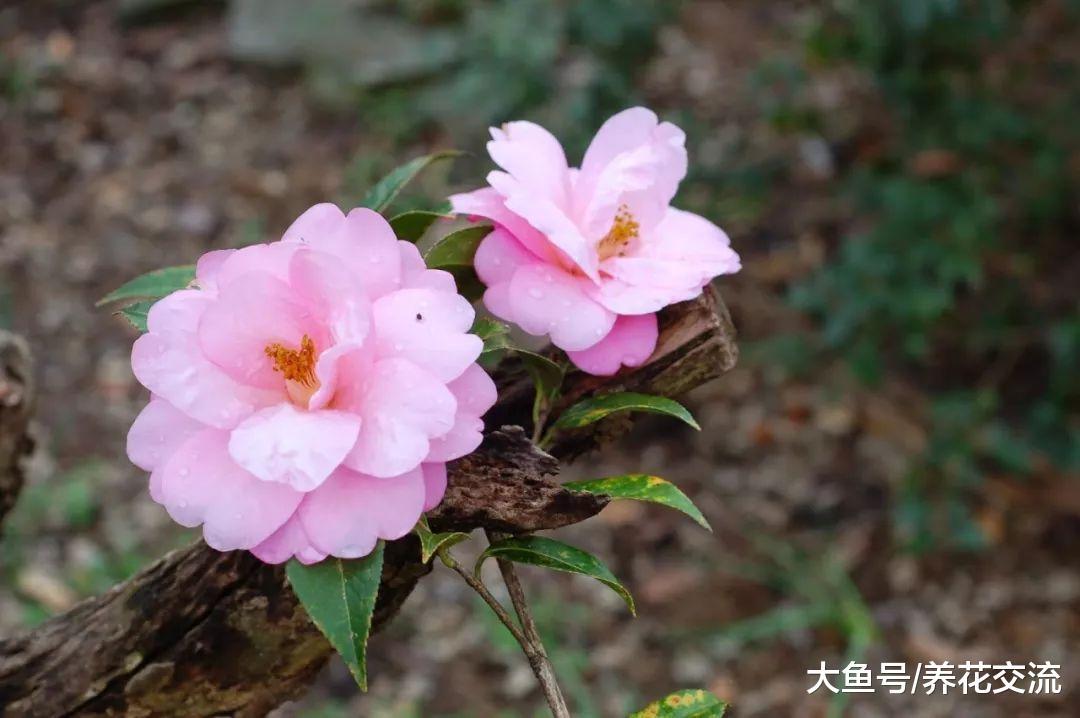 山茶花的培育技巧, 用枝条扦插繁殖的注意事项