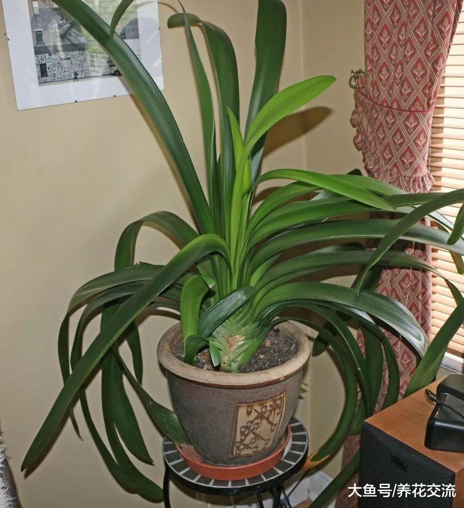 家里的君子兰想要年年开花, 你需要注意5大事项