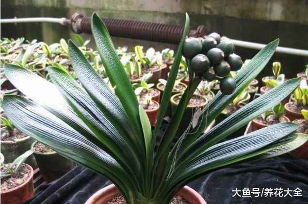 君子兰标出8位数字高价, 是真的有价值, 还是有价无市?