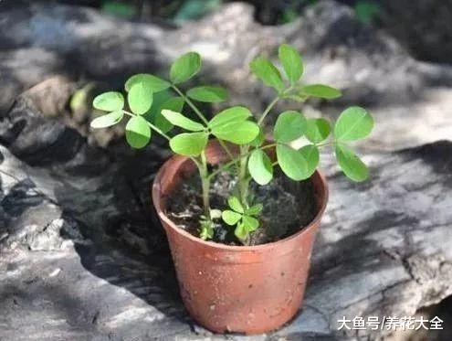 在家种一盆花生, 既好吃又好看, 一点不比绿萝差!
