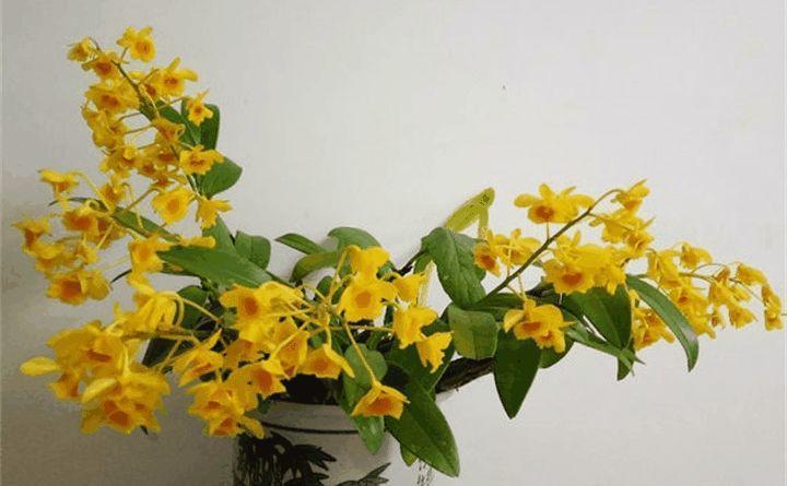 这花挂墙上就开成瀑布, 掐点泡水, 一年都不生病!