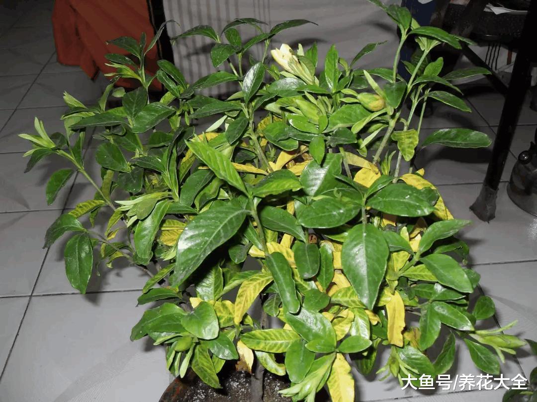 用这水浇花, 栀子黄叶变绿叶, 蹭蹭猛开花, 邻居看了都眼红!