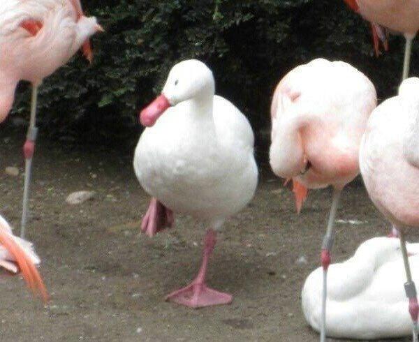 被一群火烈鸟围在中间，为了不暴