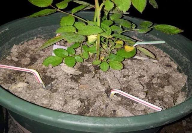老花农给的偏方: 几根吸管插土里, 就能解决盆栽烂根、黄叶