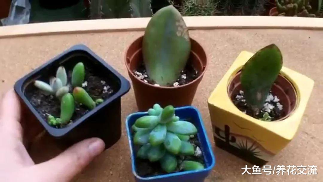 多肉植物的叶片如何变成精致的小盆栽, 养护有什么需要注意的事项