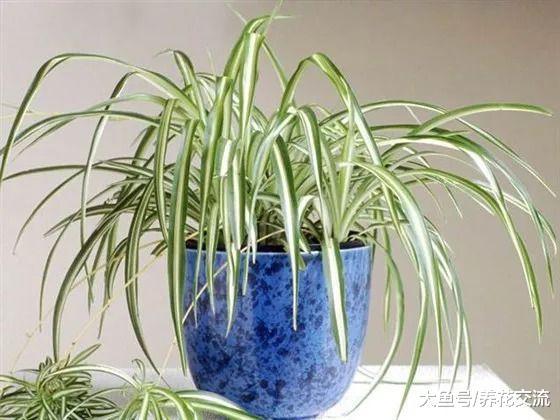 这7种室内植物特别容易养护, 很难被养花新手弄死
