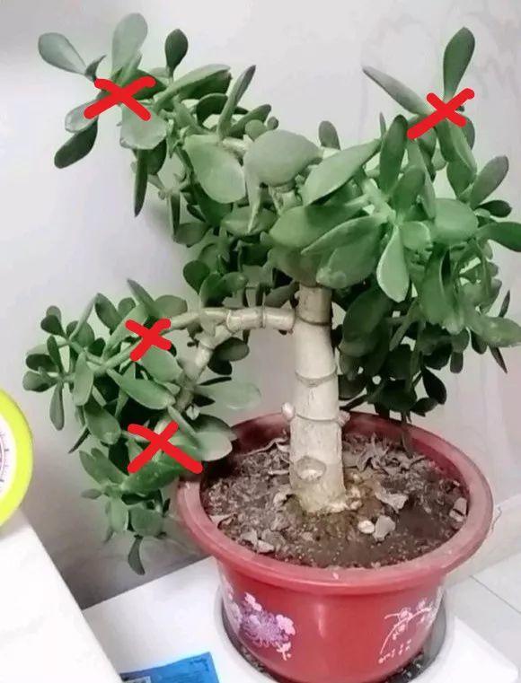 玉树不能惯着养, 咔嚓一剪刀, 安全过冬还长个!