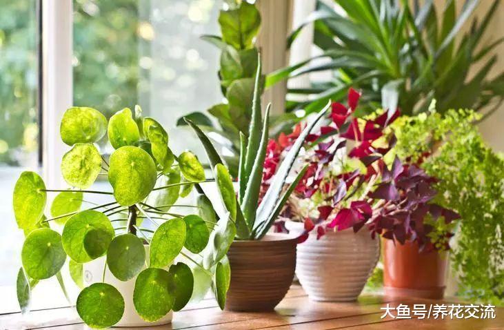 在家里容易养护的10种盆栽绿植, 都是低维护的植物