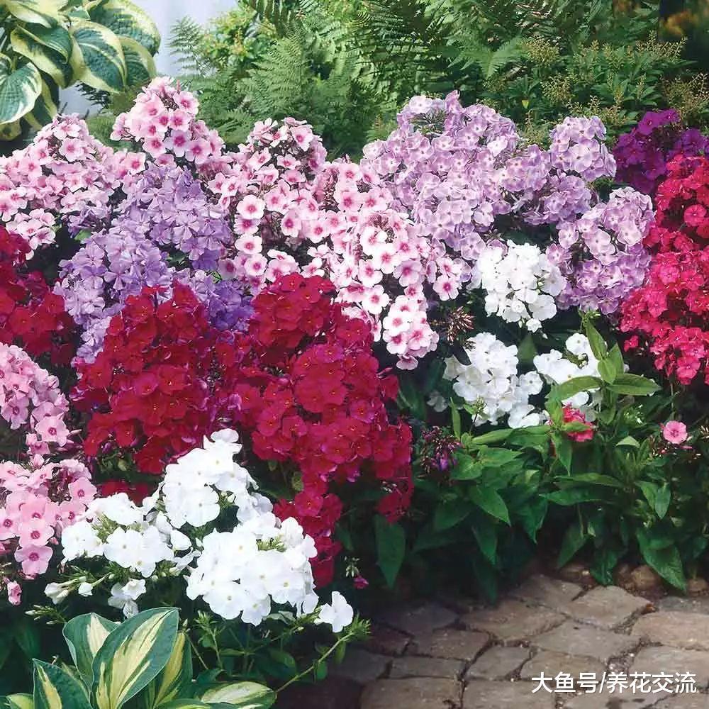 这些花卉不用每一年都重新栽种, 8种可以多年开花的植物