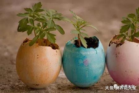 花盆不用买, 自己在家就能做, 省钱又环保!