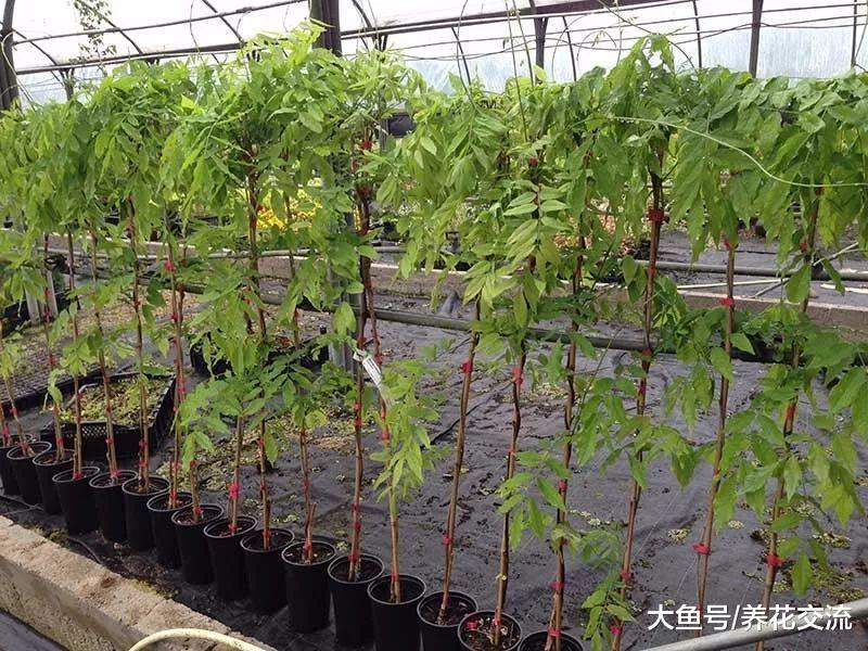 经过适当的修剪, 紫藤花能开出满树枝的花朵
