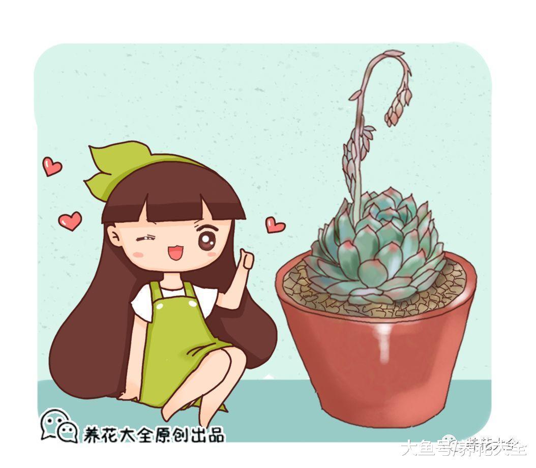 多肉发蔫了? 给它加点餐, 变得又肥又亮!
