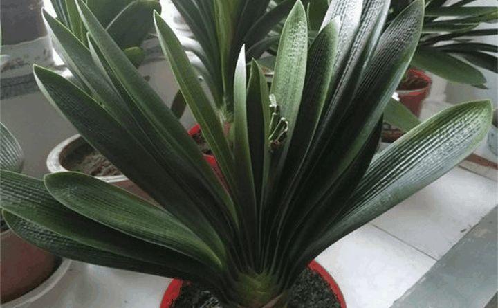 长寿君子兰秋天加点它, 叶子肥的直流油, 花苞开的止不住!