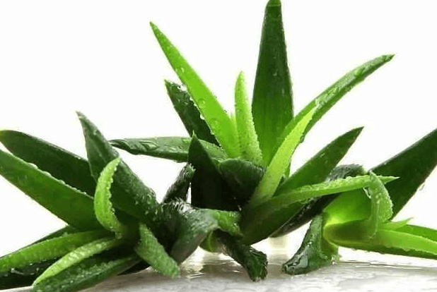 这植物, 家家都喜欢种, 但很少有人知道, 它是降压、降糖的良药!