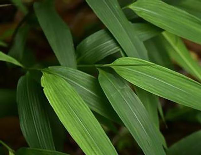 薏仁和它一起煮, 每天一杯, 15天减掉肥肉, 还能祛湿