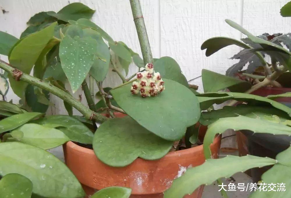 像一个个小心脏的心叶球兰, 叶片插土壤中就能活