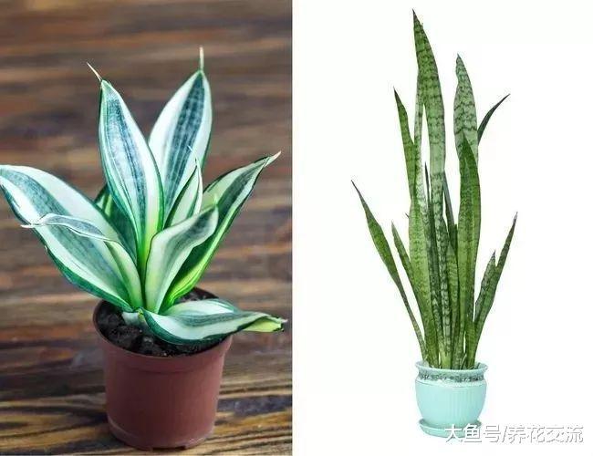 5种特别适合养在室内的耐阴植物, 让整个家看起来更温馨