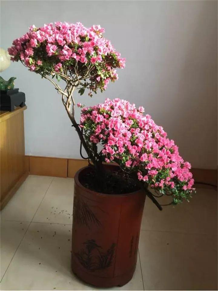 他家的杜鹃, 盆里掺了点它, 花开的比叶还多!