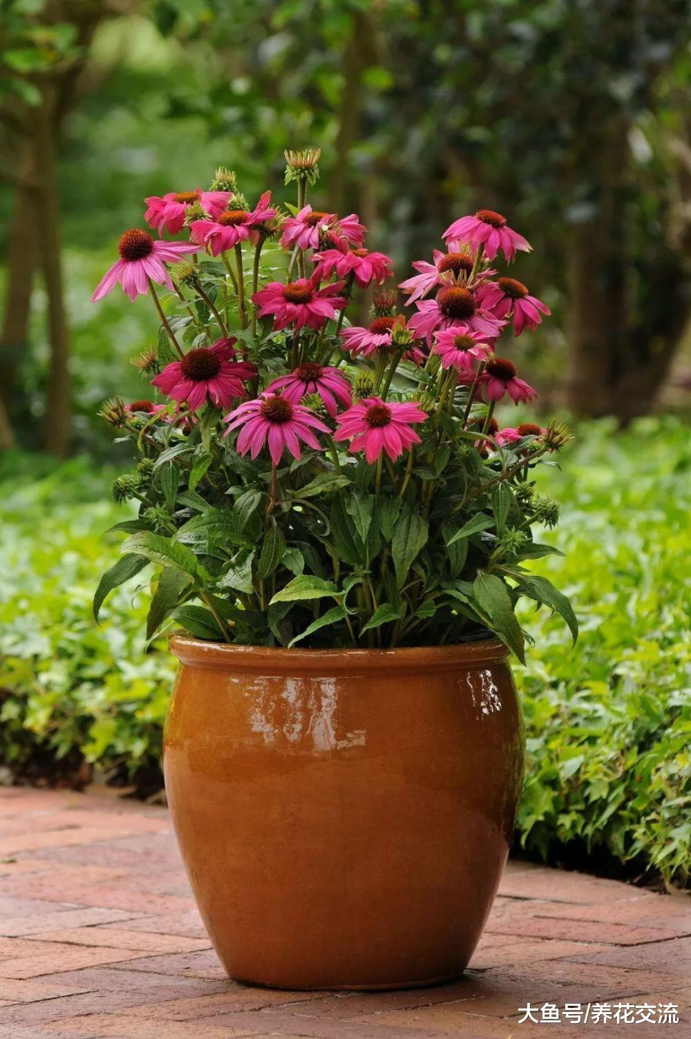 8种养在院子里全年都不用浇水的耐旱植物, 花朵还开得这么艳丽