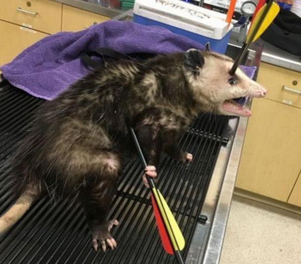 箭头射穿负鼠头部, 痛的嗷嗷直叫, 庆幸被好心人送到医院治疗!