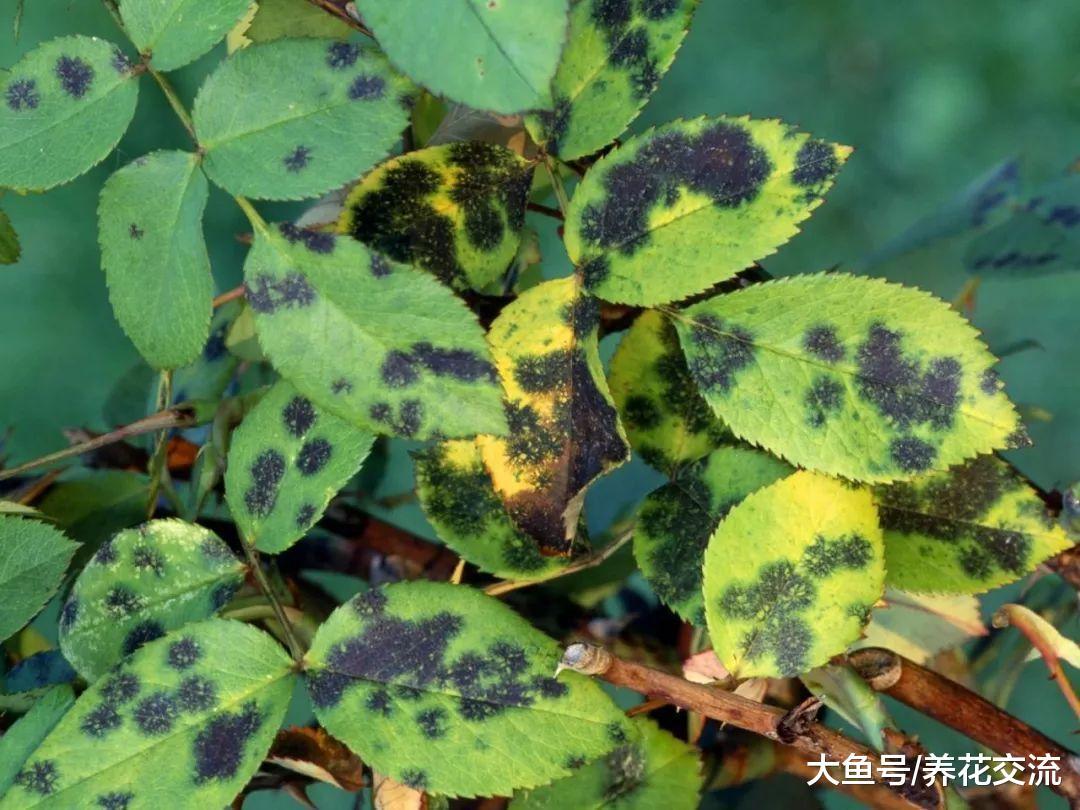 月季花的黑斑病用这几个方法都可以控制, 减少病虫害
