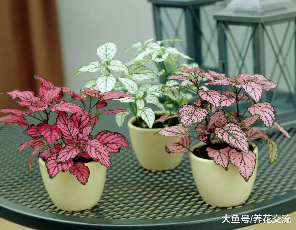 12种特别容易养活的室内盆栽, 家里有宠物也不怕误食中毒