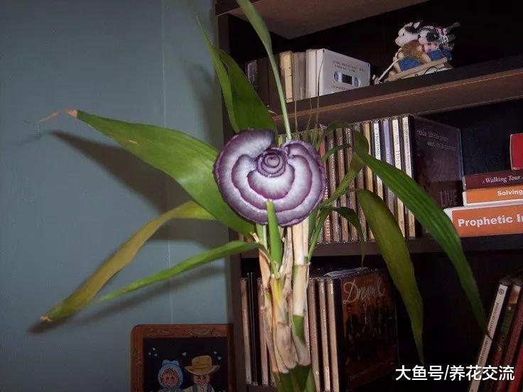 十种很不寻常的花卉, 在花市里只能找到一两种