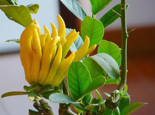 养花来点“新意”, 一盆“佛手”养上, 绿叶配黄果实, 福气多!