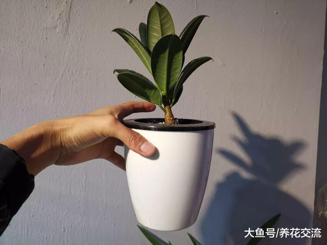 用懒人花盆养花没有掌握关键几个技巧, 难怪植物几天就烂根烂茎