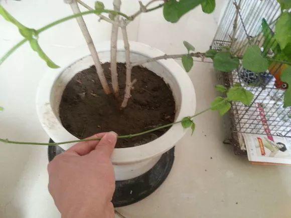 茉莉拉根枝压土里, 1盆秒变10盆, 开花量惊人!