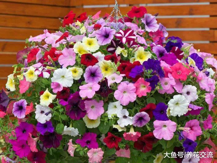 家里种上这10种靓丽的开花植物, 整个院子春秋季节都是七彩的花卉