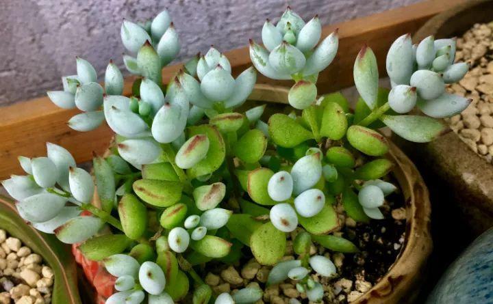 小东西不赶紧杀, 一夜把花啃成猪头, 肠子都要悔青了!