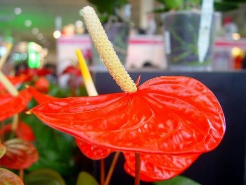 夏季水培吊兰、富贵竹、绿萝, 水中加这4种东西, 根粗叶绿蹭蹭长