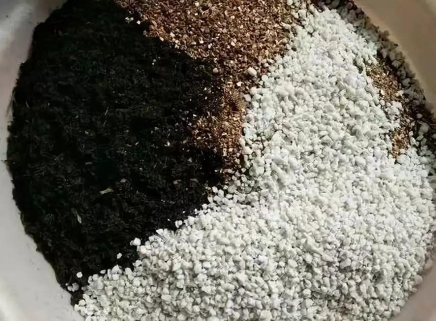 家里的这3种花, 换土就要趁现在, 不然冬天熬不住!