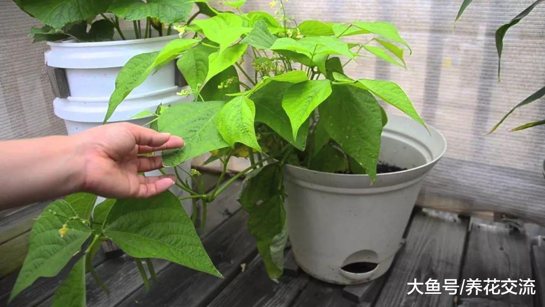 12种容易收获的蔬菜, 栽种在花盆中也能生长旺盛