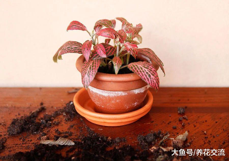 特别喜欢水分和湿度的网纹草, 没想到花朵却没叶子好看