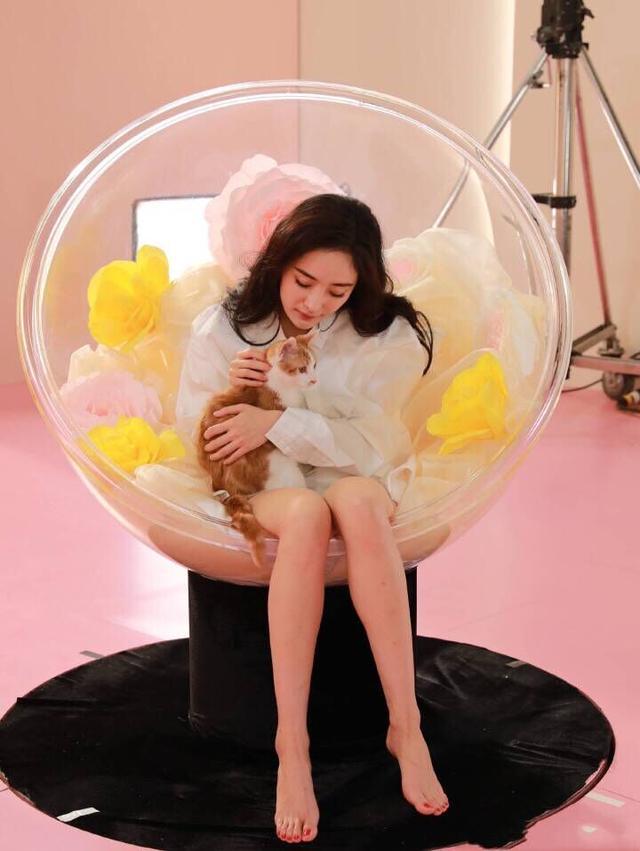 杨幂光脚逗猫玩, 网友的注意力都没在猫上