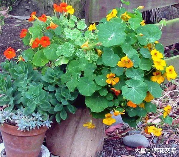 8种开花五颜六色的盆栽花卉, 大半年都能欣赏到花朵