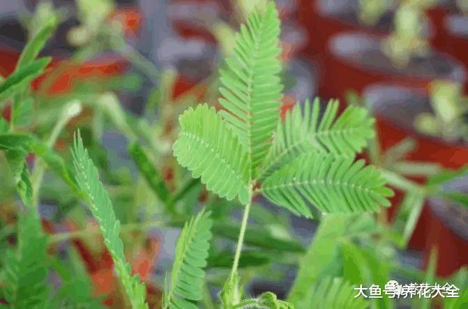 这花一碰就缩叶子, 家里有小孩的, 最适合养一盆了!