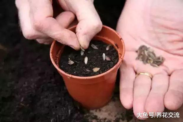 用百日草的种子播种培育, 秋天还能不断收获种荚